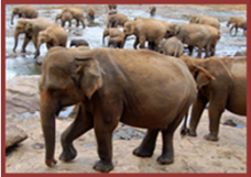 Elephants Orphanage - Pinnawala Sri Lanka